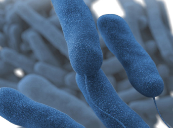 imagen de la bacteria legionela